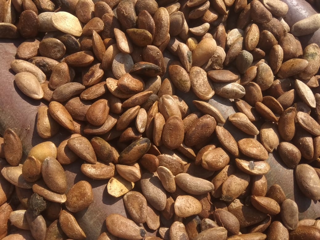 Natural Medicinal Citrullus Colosynthis Trichosanthes Wallichiana Seeds