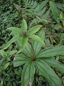 Paris Polyphylla "Satuwa"