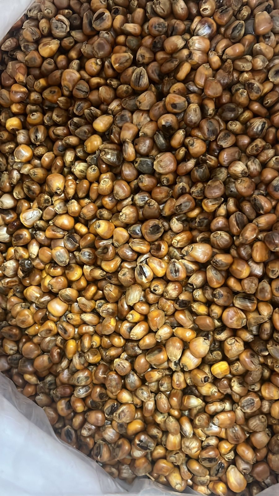 PABITRA LOCAL CORN ROSTED